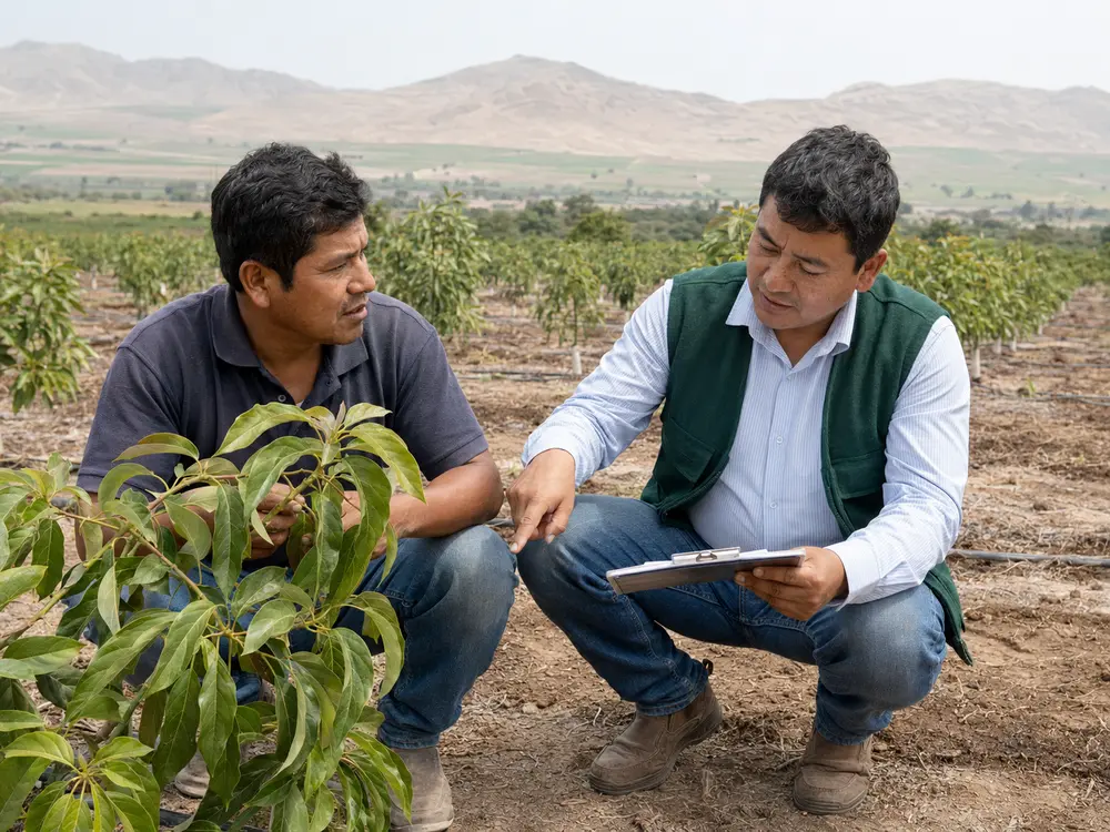 Asesoría técnica entre un agrónomo y un productor en campo