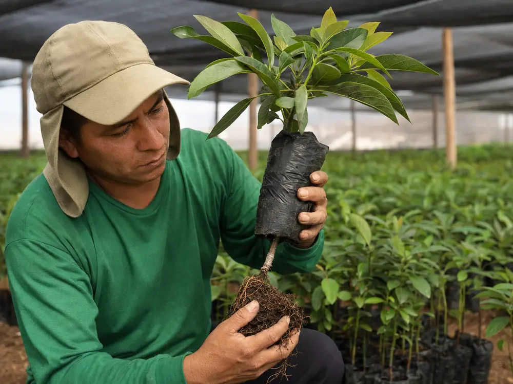 Control de calidad de una planta de palto en vivero