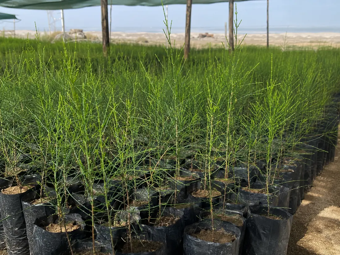 Casuarina