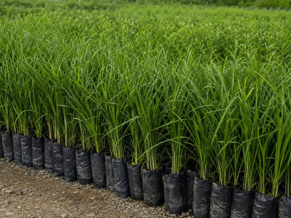Limoncillo ornamental